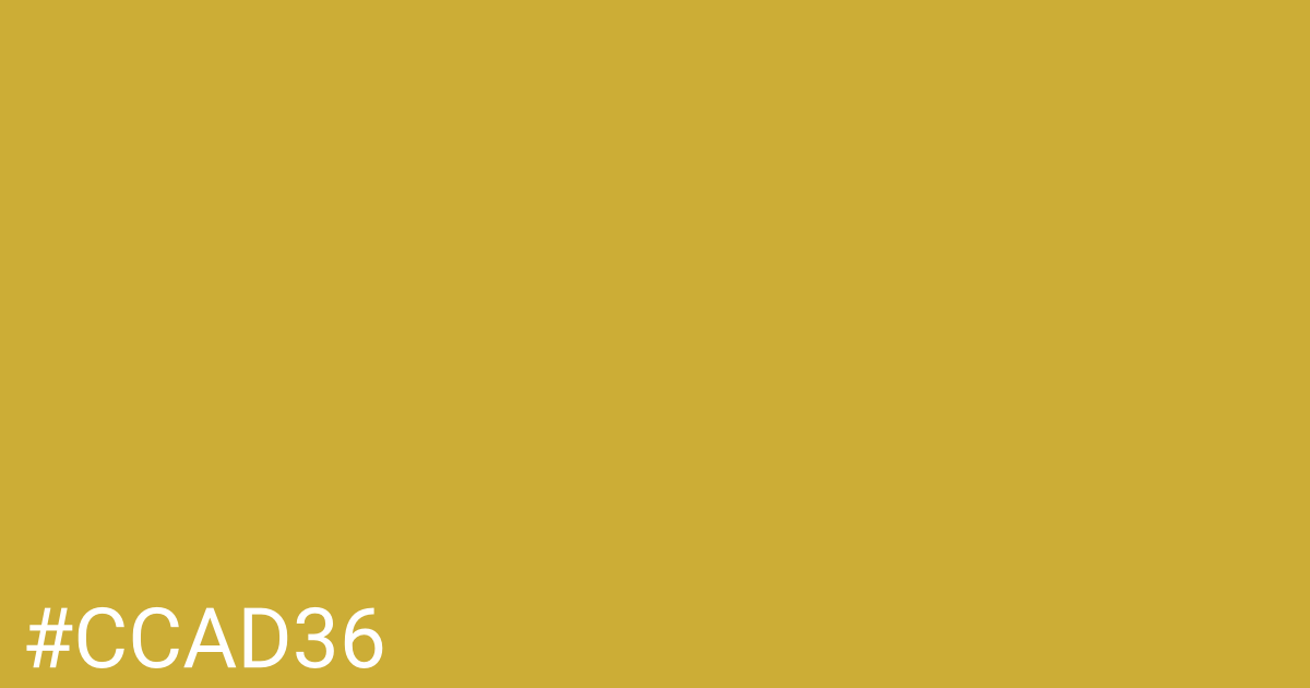Hex color #ccad36 graphic