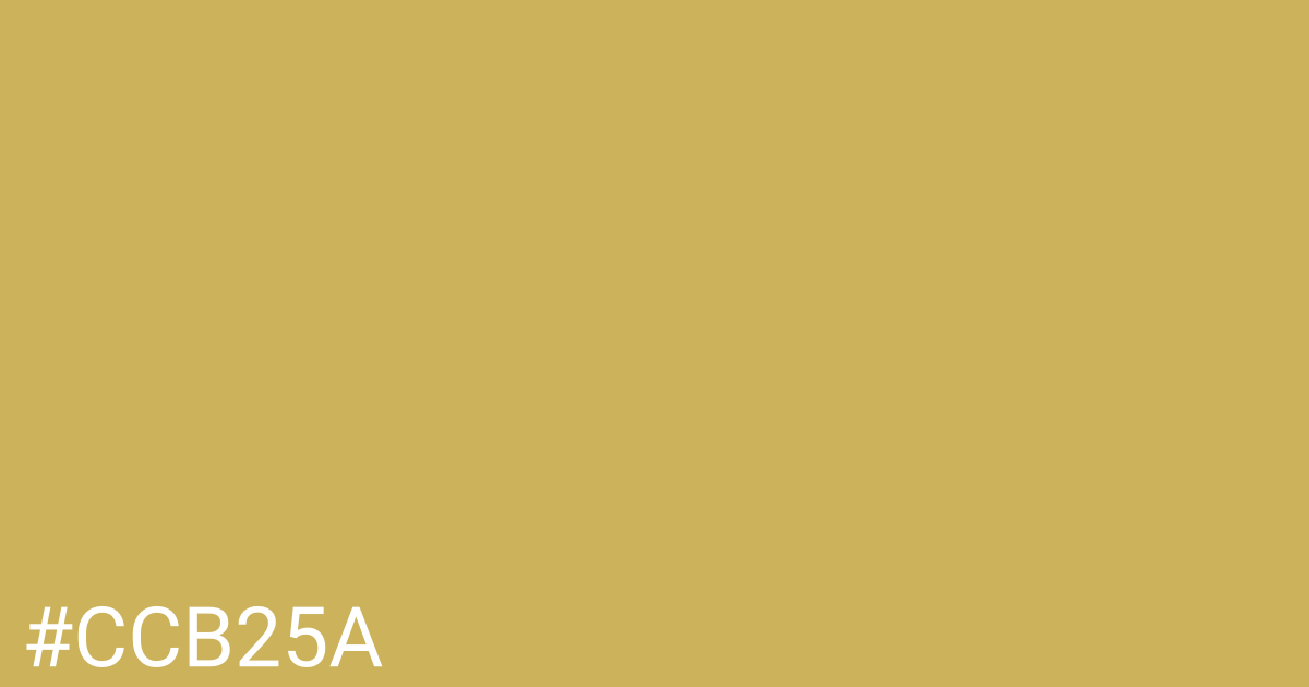 Hex color #ccb25a graphic